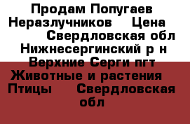 Продам Попугаев Неразлучников. › Цена ­ 2 000 - Свердловская обл., Нижнесергинский р-н, Верхние Серги пгт Животные и растения » Птицы   . Свердловская обл.